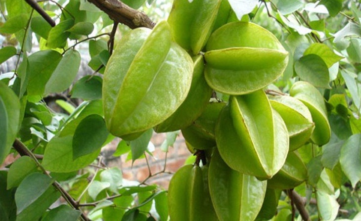 Cây giống Khế Chua siêu sớm.