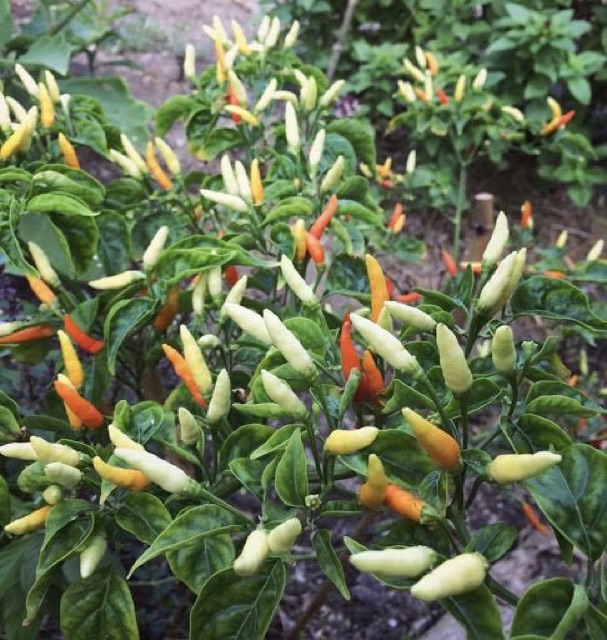 Hạt giống ớt siêu cay Thái Lan - Hot chilli pepper - ớt ngũ sắc siêu trái - gói 0,5g