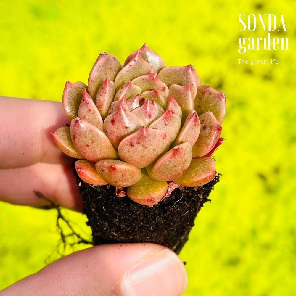 SEN ĐÁ RUBY LÁ NGẮN SIZE MINI, LỖI 1 ĐỔI 1