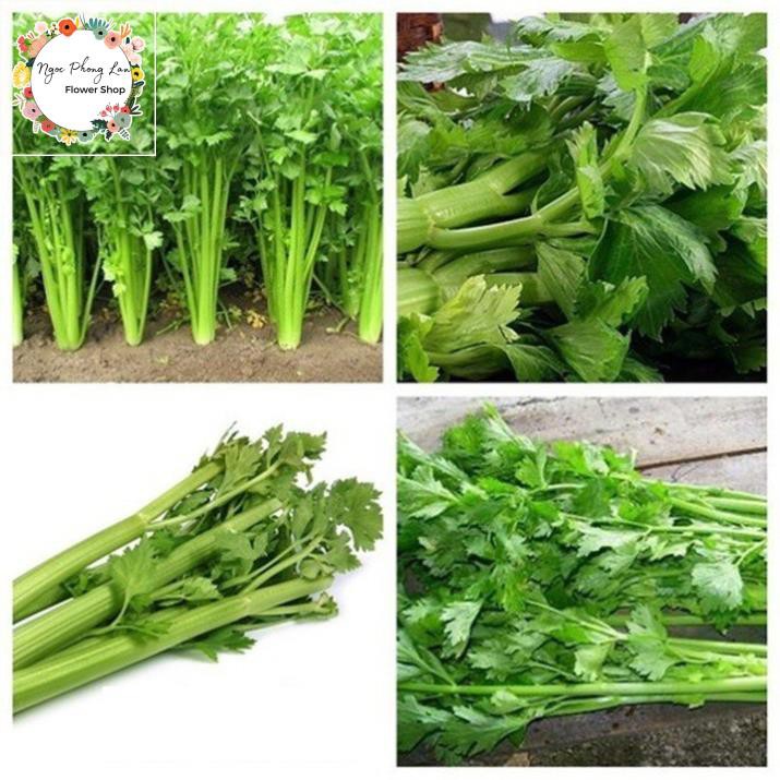 Hạt Giống Rau Cần Lá Xanh (Cần Tây) - Gói 10 Gram