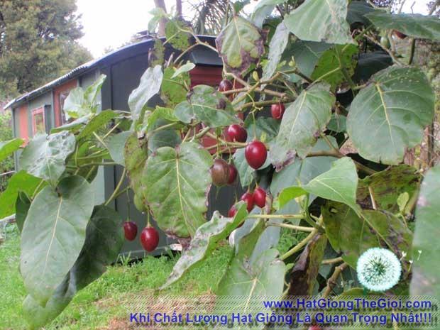10h Hạt Giống Cà Chua Thân Gỗ Tamarillo Đỏ (A3.103| C3*W45*M535)