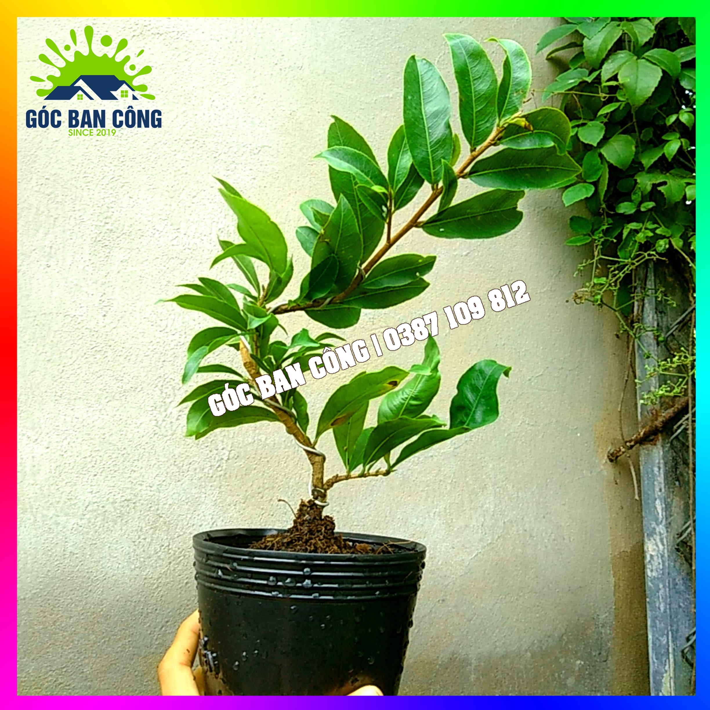 Mai Vàng Gốc Quái Dáng Bonsai Mini