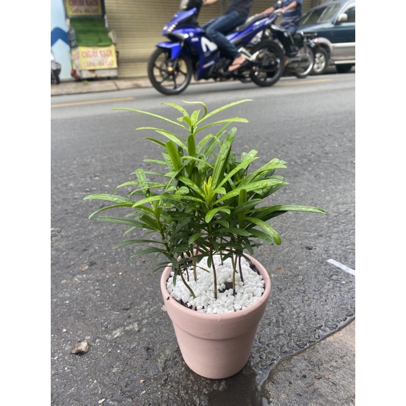 Tùng La Hán - Cây Phong Thuỷ Để Bàn