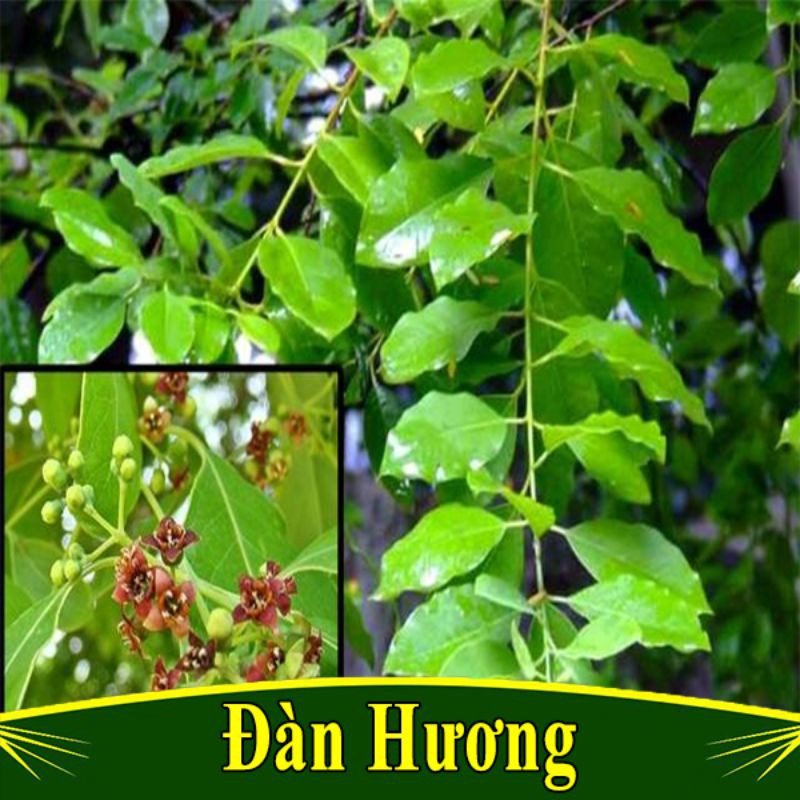 Cây giống đàn hương trắng ấn độ (chuẩn Dòng F1)