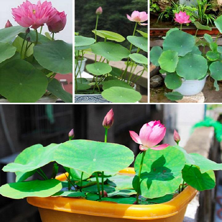 Hạt giống Sen Nhật mini - 10 hạt nhiều màu