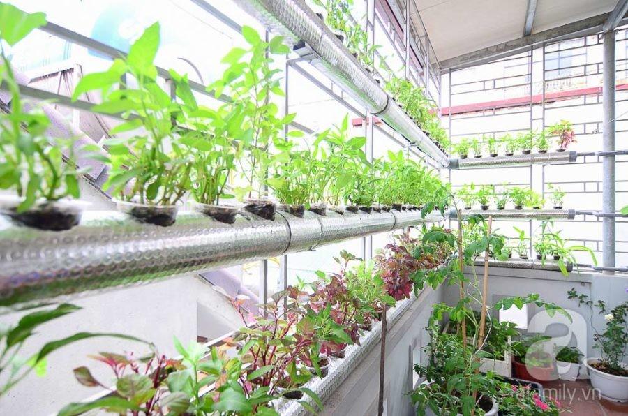 Dung Dịch Thủy Canh HYDROPONIC 100ML