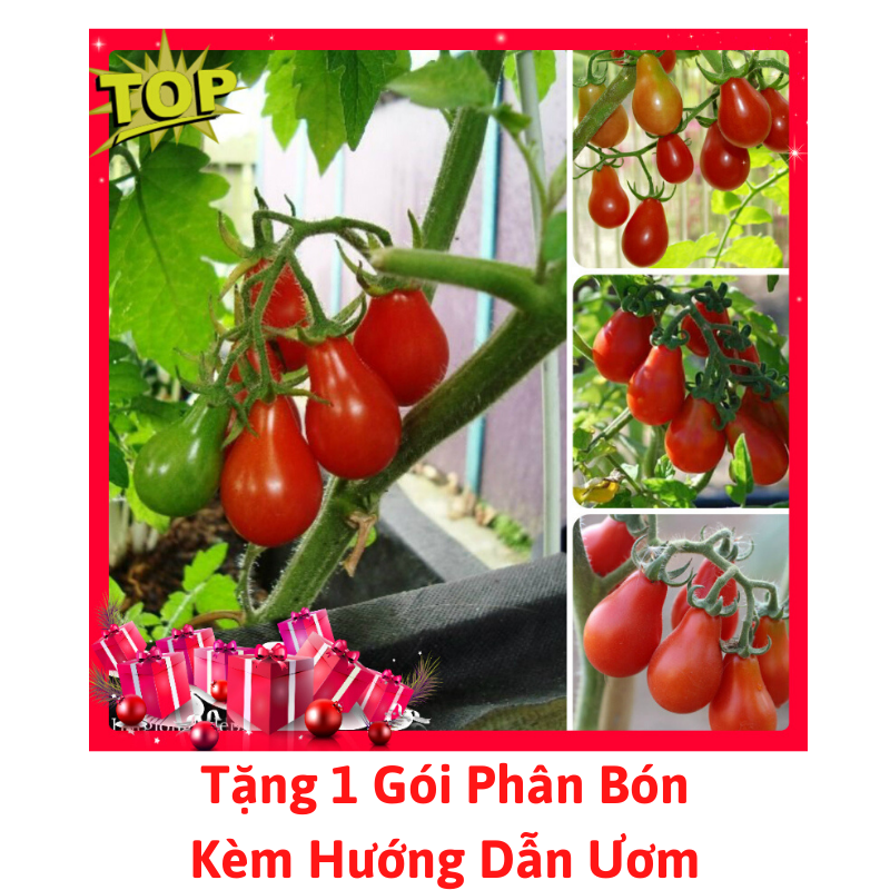 [Lấy mã giảm thêm 30%] Gói Hạt Giống Cà Chua Lê Đỏ