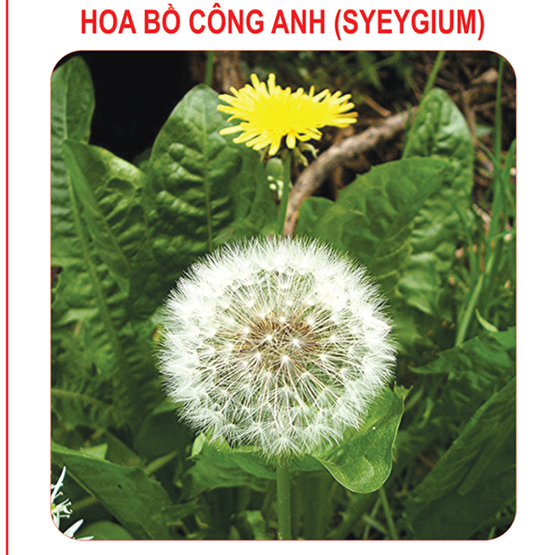Hạt Giống Hoa Bồ Công Anh Dễ Trồng (50H) (101.F1)