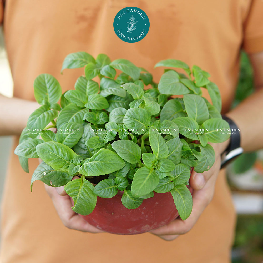 Chậu Cây Rau Quế Vị (Cây Xá Xị) JUN GARDEN Và Cách Trồng
