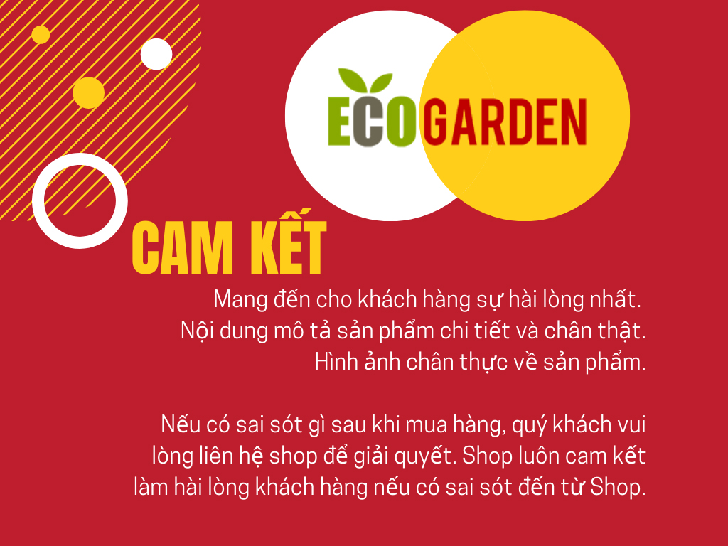 Hạt giống hoa dây leo tóc tiên đỏ (gói 20 hạt) ( ECO.458)