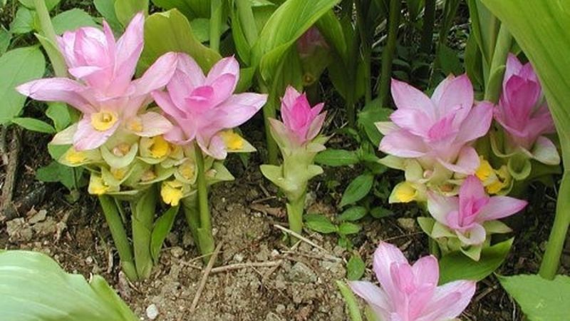 Tinh Bột Nghệ Đen  500 gam- Đông Y Quang Anh