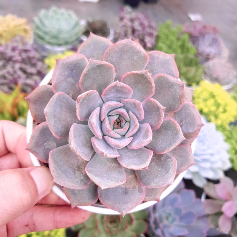 SEN ĐÁ HỒNG CÁNH CỨNG SIZE TRUNG BÌNH LỖI 1 ĐỔI 1