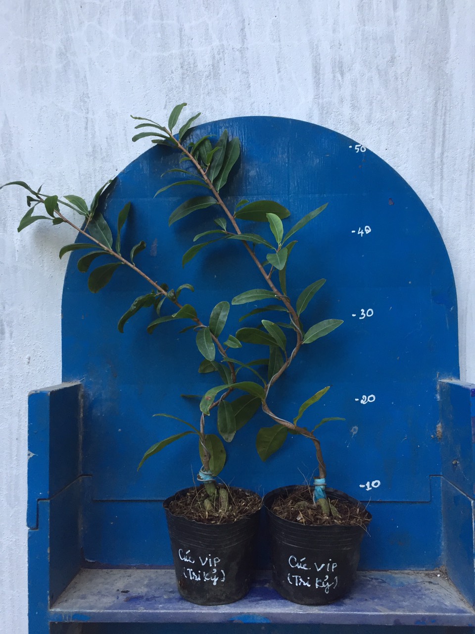 Mai Cúc Tri Kỷ ( Cúc VIP )