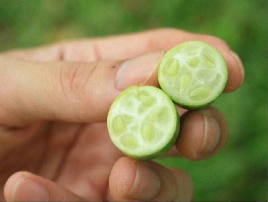 "Gói 10 Hạt " Hạt giống dưa hấu tí hon
