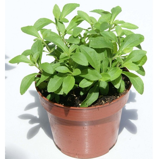 Hạt giống cây cỏ ngọt -Gói 5 Hạt