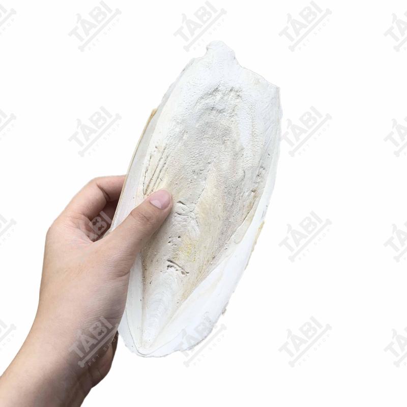100g Nang Mực ( Mai Mực ) Khô Cho Chim Yến Phụng, Vẹt, Két,...