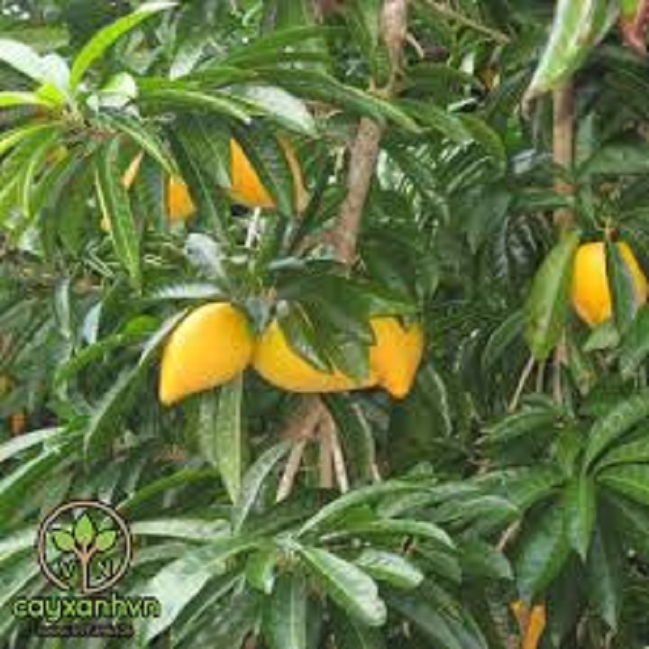 CÂY GIỐNG CÂY TRỨNG GÀ ( CÂY LÊKIMA - CÂY ĐÀO TIÊN ), CAM KẾT GIỐNG CHUẨN F1 - CGCDTTGLKM