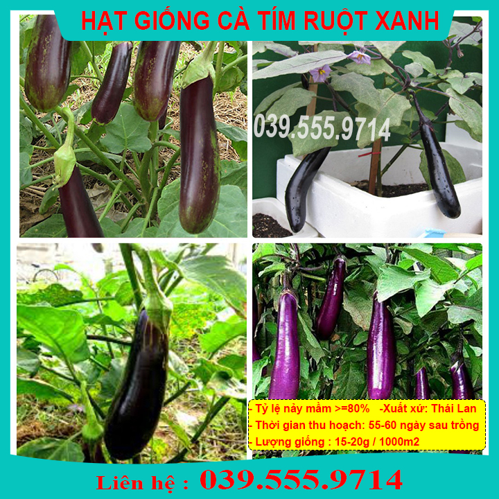 Hạt Giống Cà Tím Quả Dài