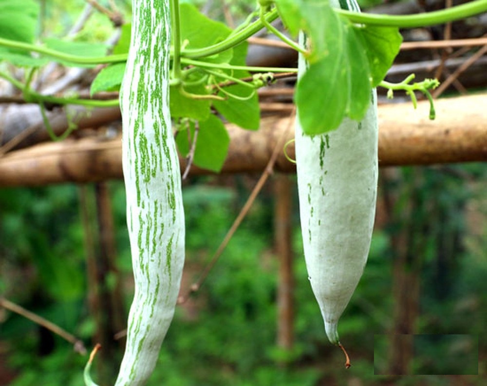 Hạt giống khổ qua tây ( Khổ qua tây trắng ) - Gói 2gram