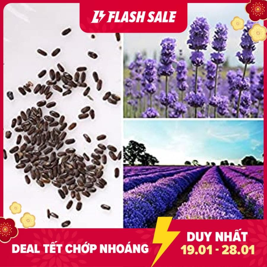 MJ14 Hạt Giống Hoa Oải Hương 4 mùa/Lavender (20 hạt)