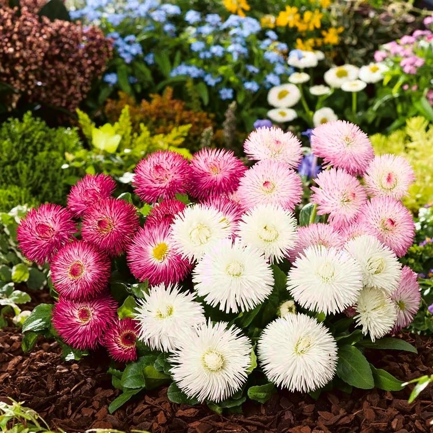 Hạt giống hoa cúc daisy - cúc bellis ptp71 | phởms market