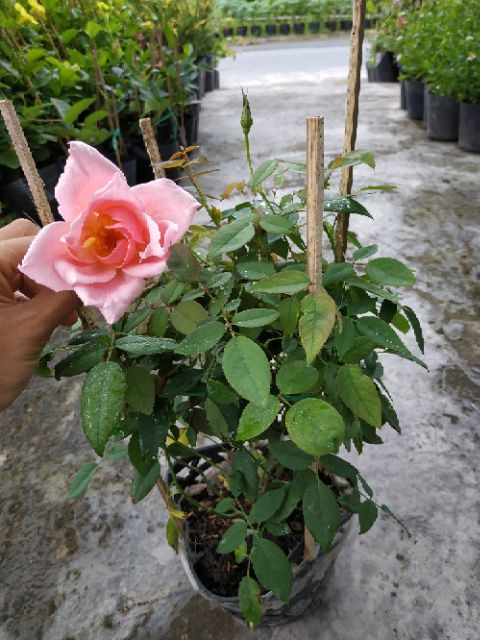 Cây giống hoa Hồng Nữ Hoàng