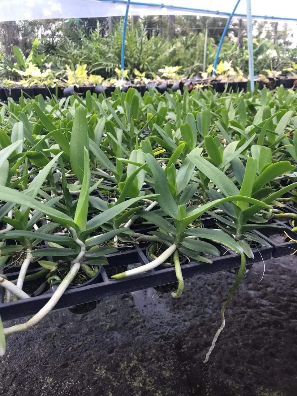 HOA LAN NHẠN GIỐNG THÁNG 4