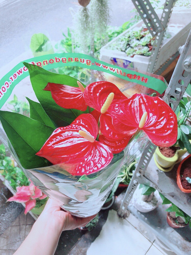 Chậu Hồng Môn