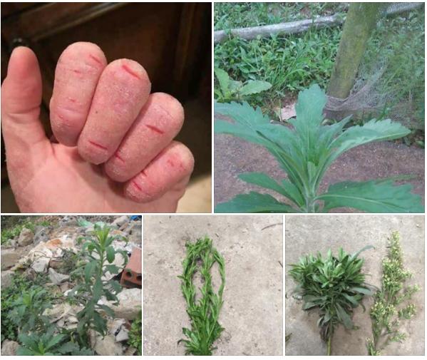 Cây Ngải Dại khô 1KG GT107