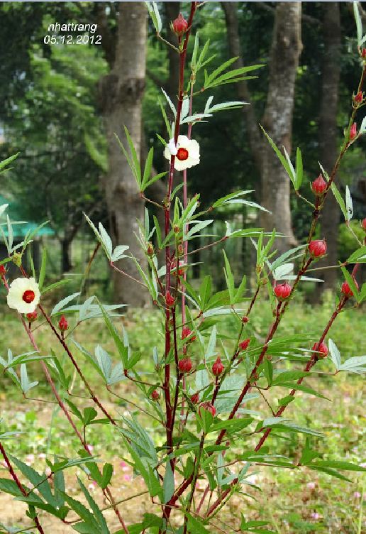 Hạt Giống Cây Atiso Đỏ ( Bụp Giấm) - 10 hạt.gói