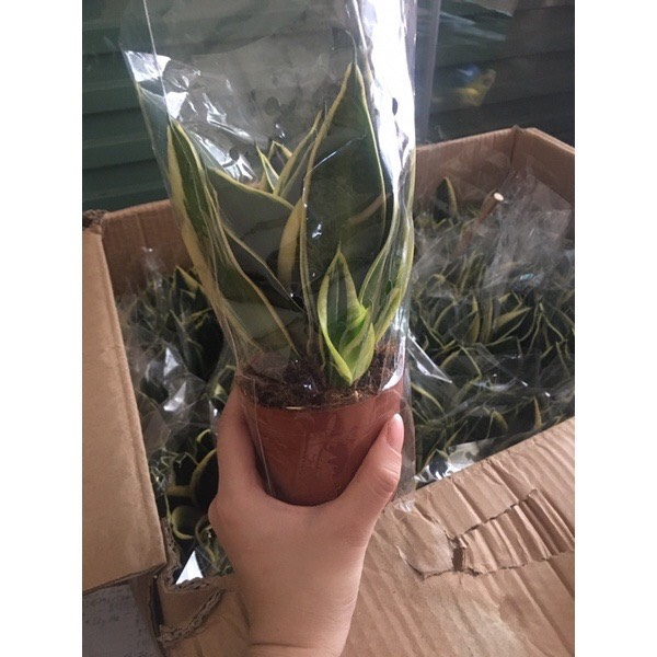 Cây LưỡI Hổ TháI Mini Size Để BàN ( LưỡI Hổ TháI LùN)