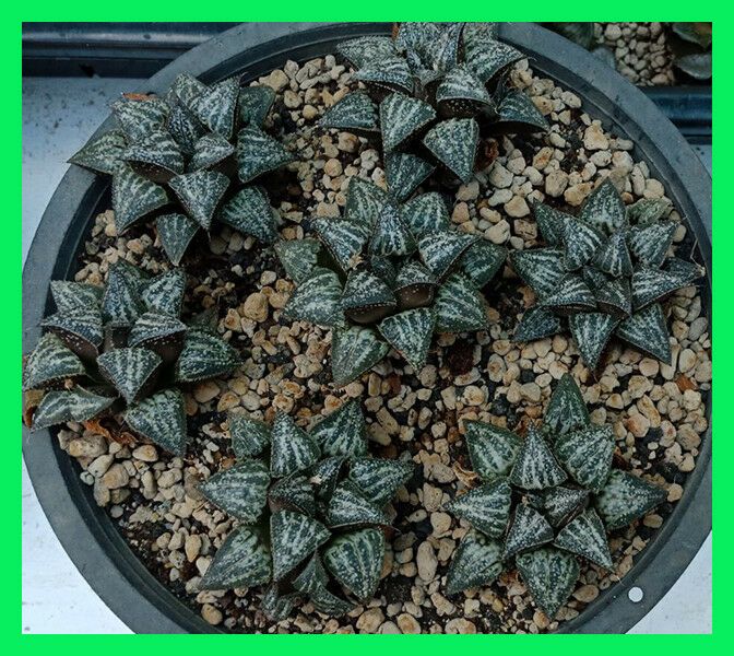 Sen Đá Haworthia YuKi