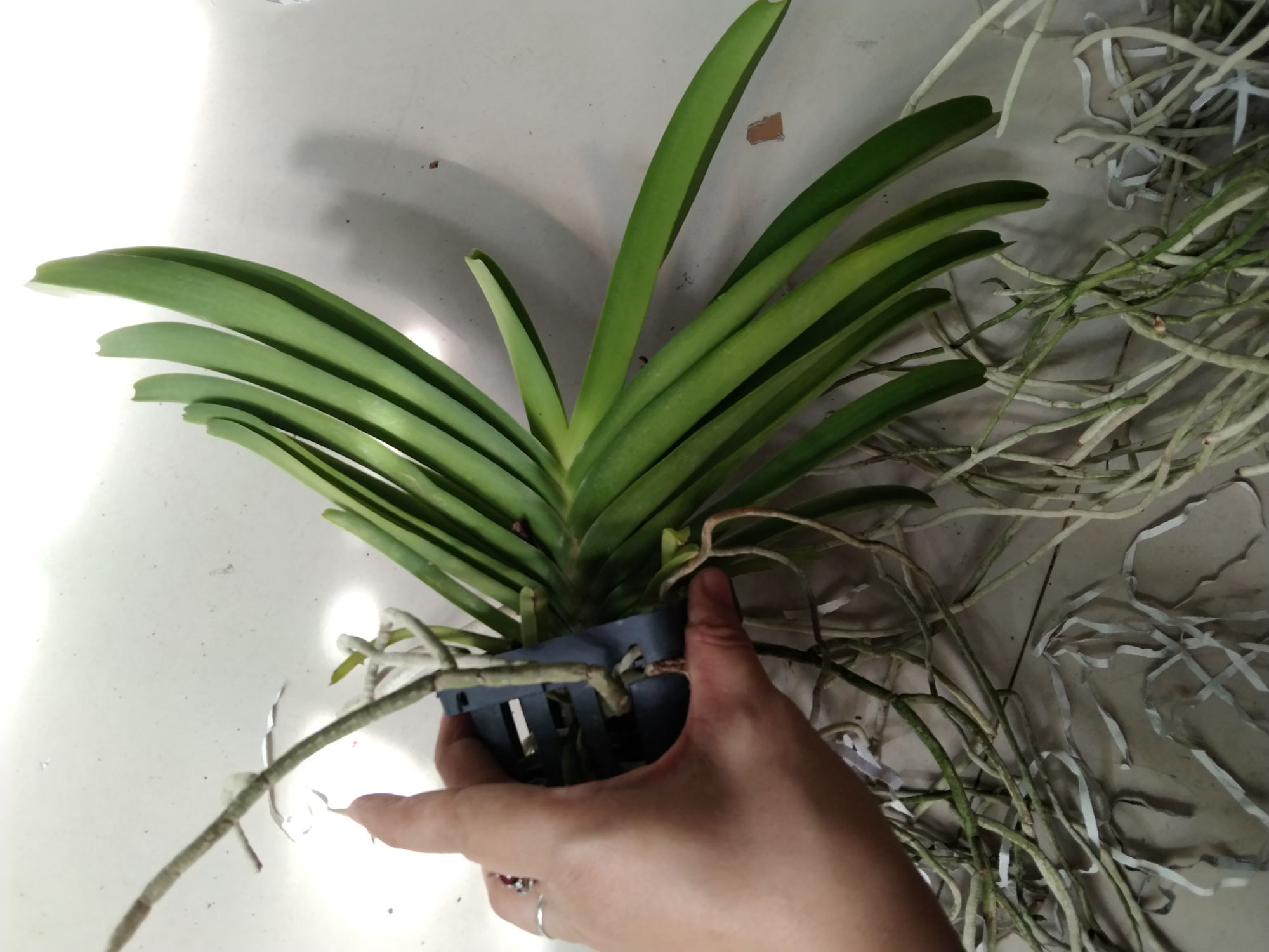 Lan Asco hồng hoa thơm