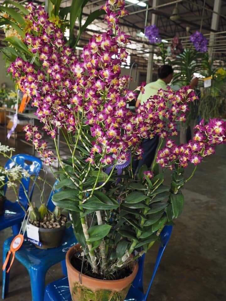 denro Burana Sunshine