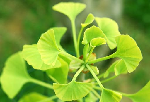 Gói 2 hạt giống Bạch quả ginkgo