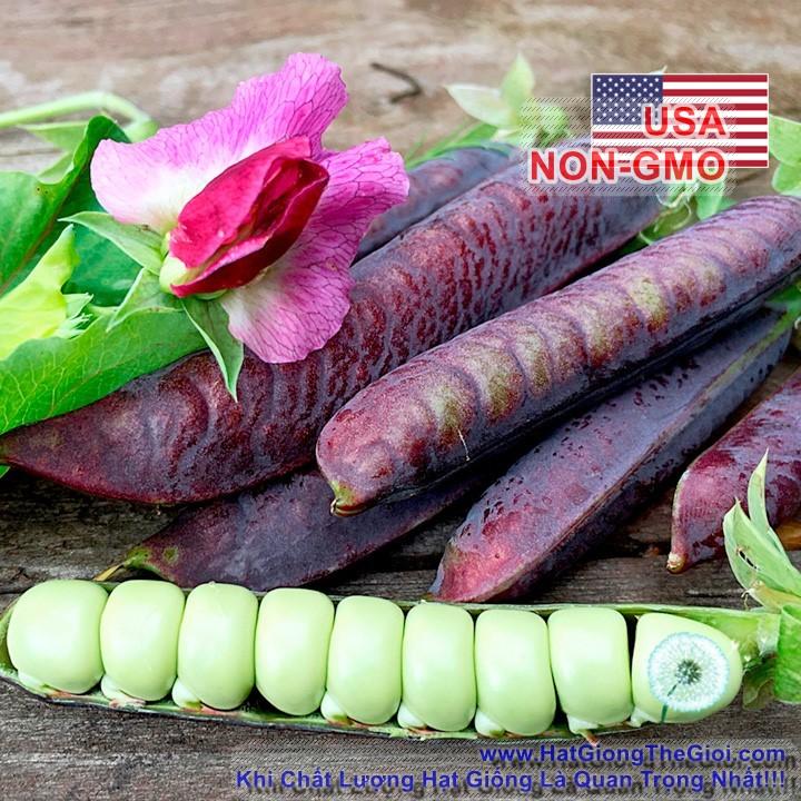 5h hạt giống đậu hà lan tím