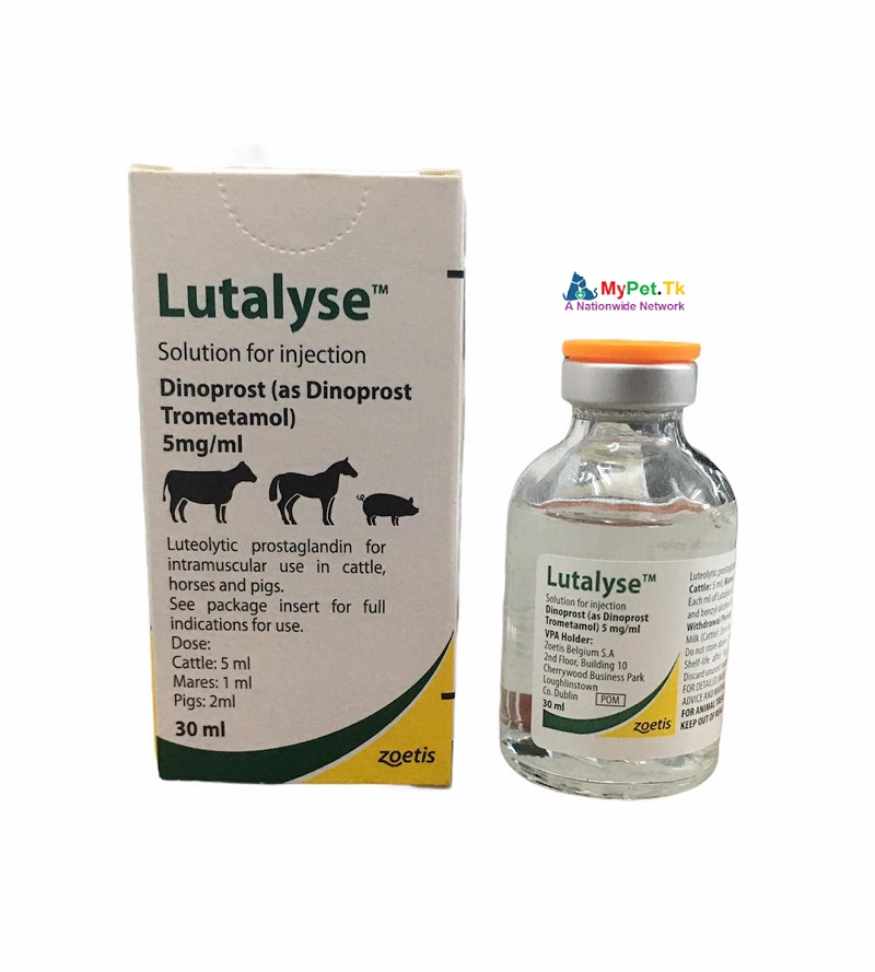 2 ML Chiết Lẻ Lutalyse Zoetis Làm Tiêu Thể Vàng, Kích Thích Lên Giống và Thúc Đẻ