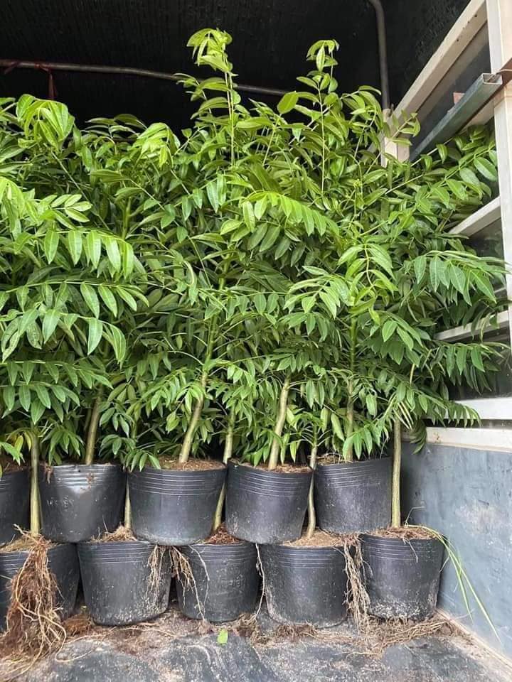 CÂY CÓC THÁI ĐANG HOA TRỒNG CHẬU