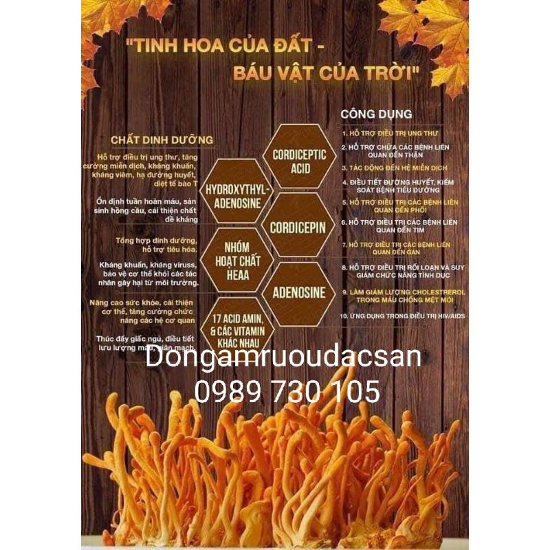 Đông trùng hạ thảo khô Vip
