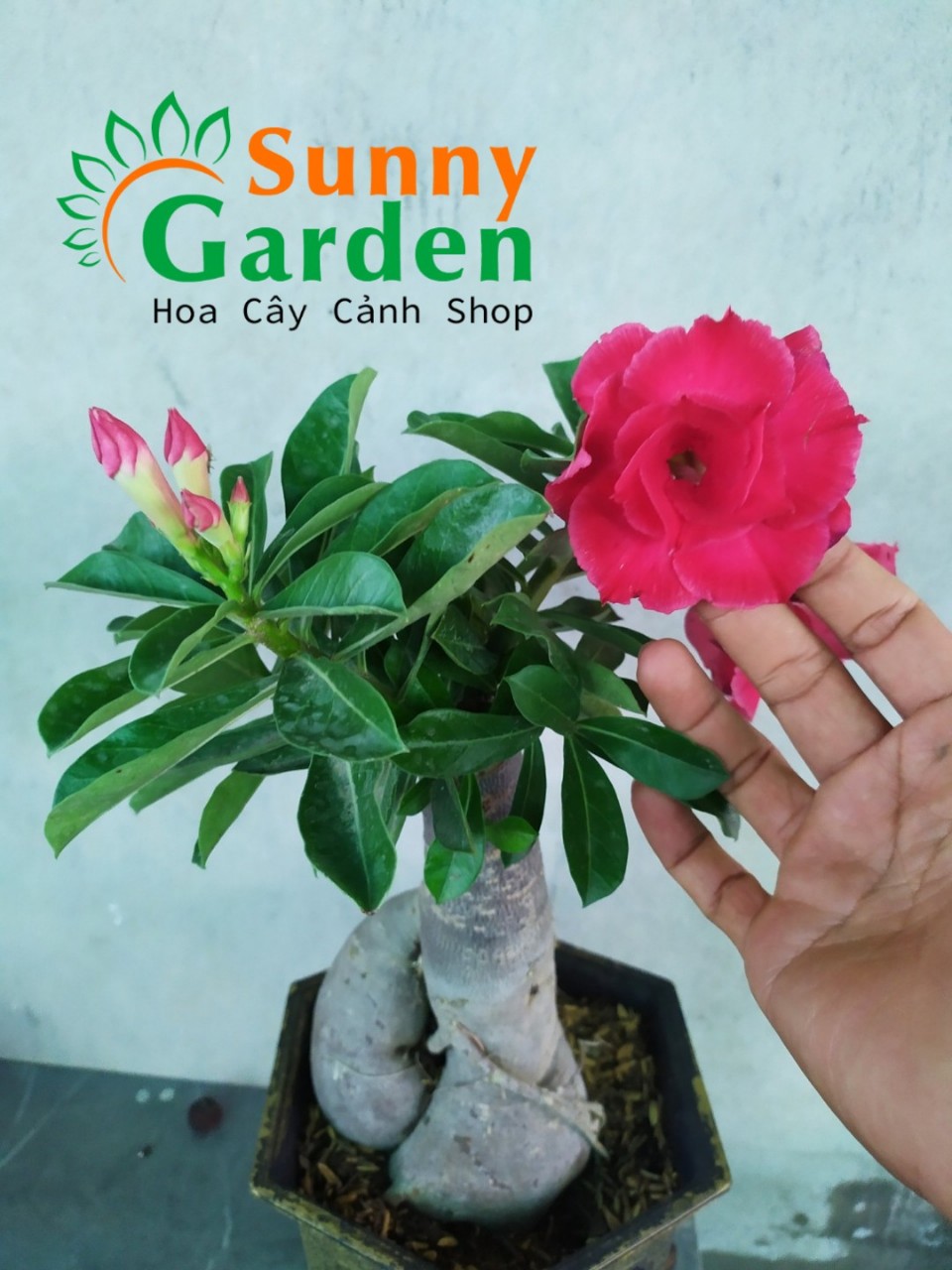 Sứ Ghép Hoa Long Thành - Sứ Thái