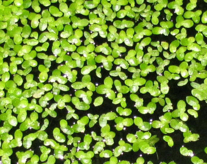 BÈO TẤM 1 TẤT
