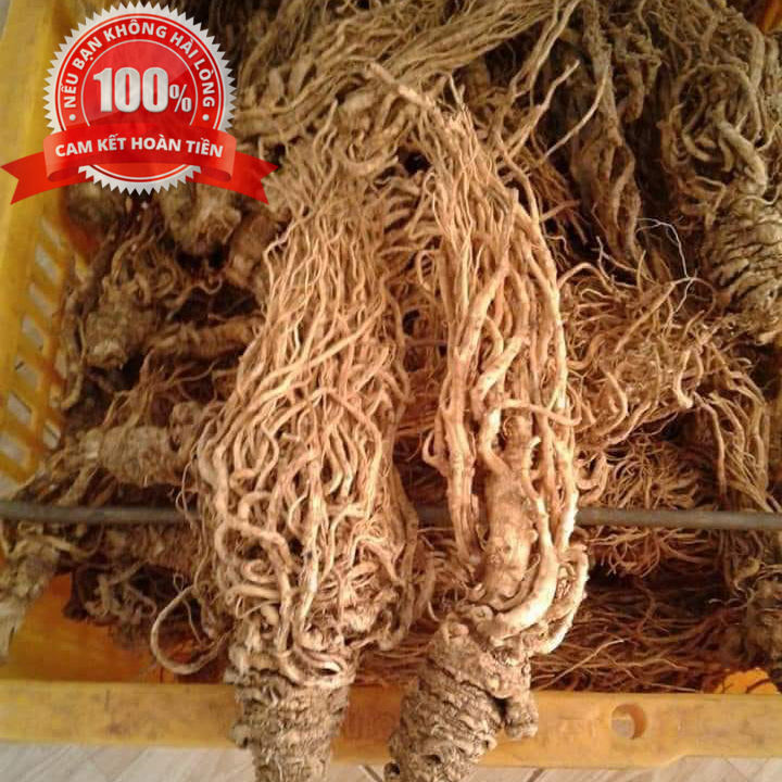 500g Sâm đương quy khô CAO CẤP