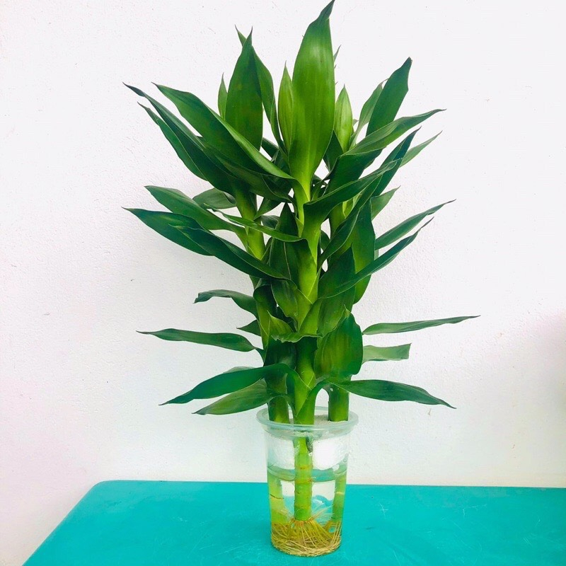 Phát Lộc Nước ( Chậu 3 Cây)