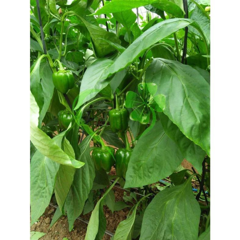 Hạt giống ớt ngọt F1 - gói 10 hạt