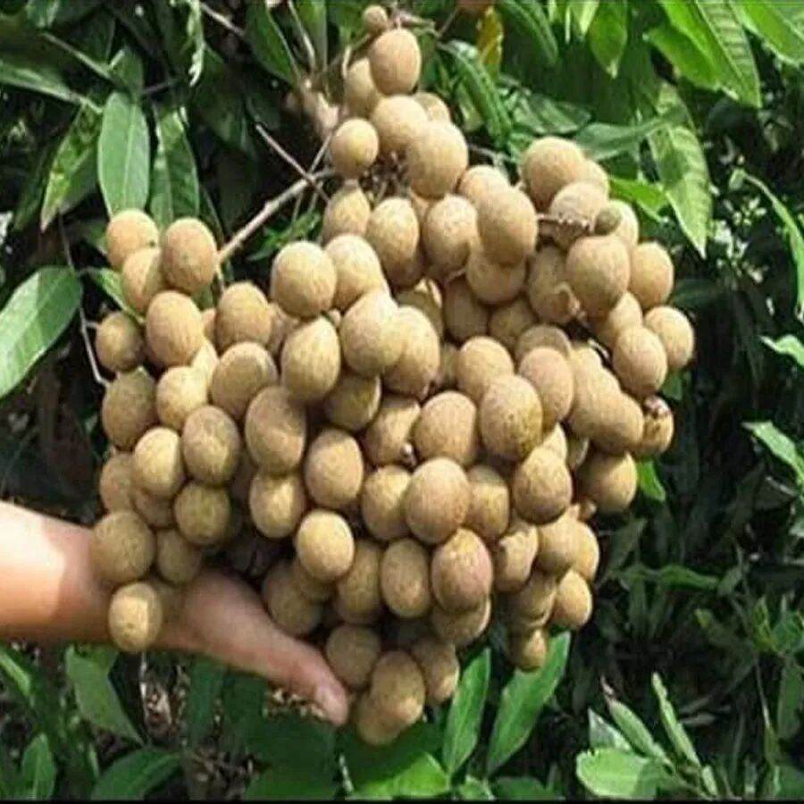 Cây giống nhãn không hạt Thái Lan (12 tháng cho trái)