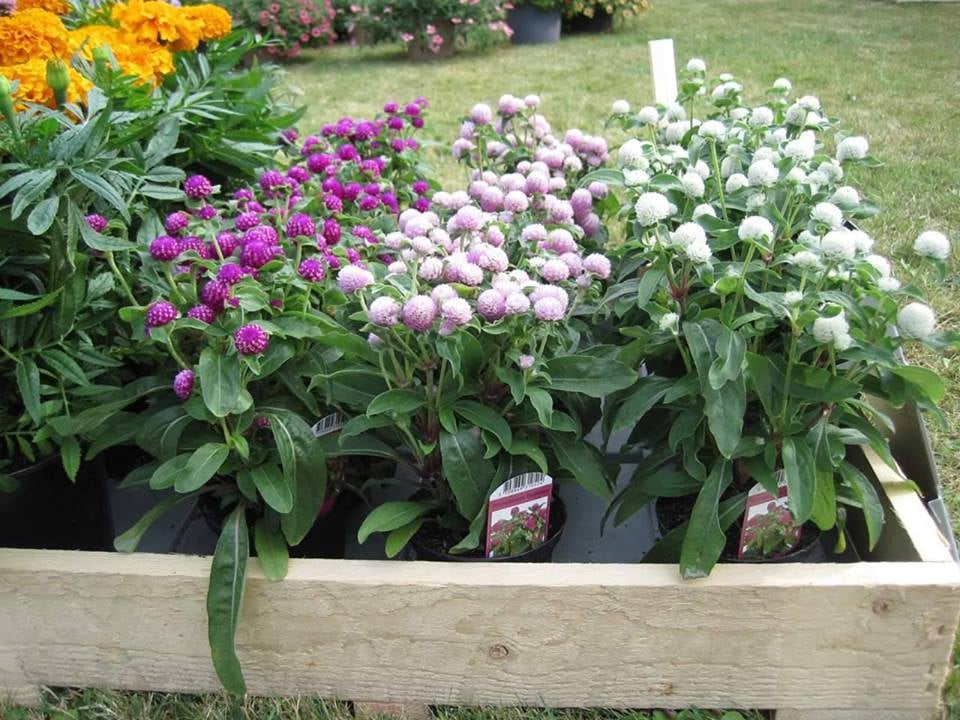 Gói Hạt Giống Hoa Cúc Bách Nhật ( Cúc Nút Áo )