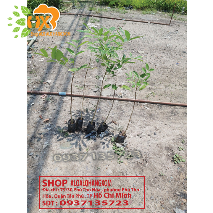 [HCM]Combo 5 cây xà cừ -cây giống