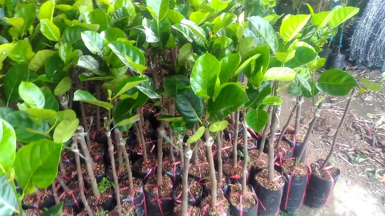 Cây Mít Thái Siêu Sớm