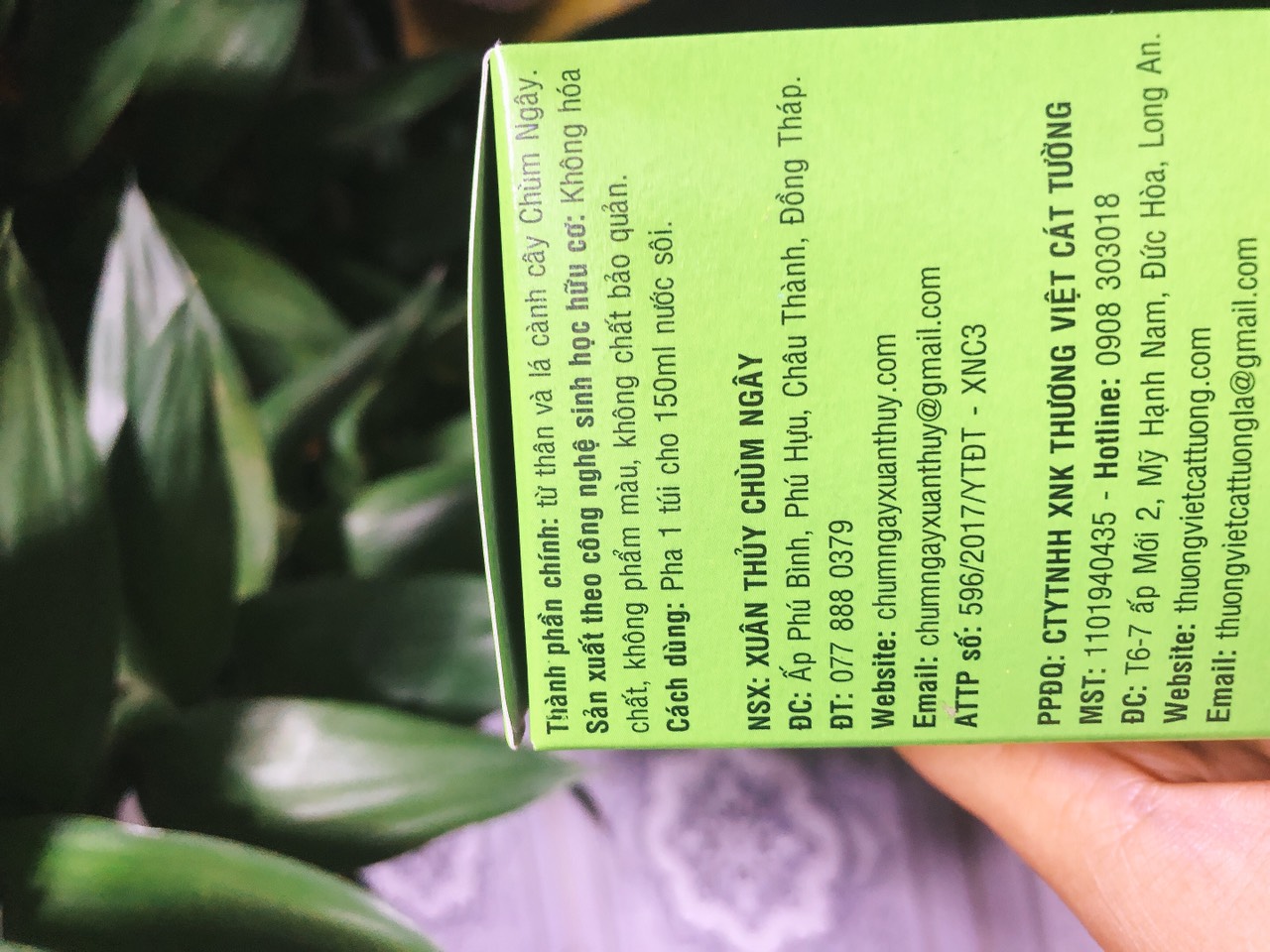 Trà túi lọc chùm ngây moringa ( 1 hộp 20 túi )