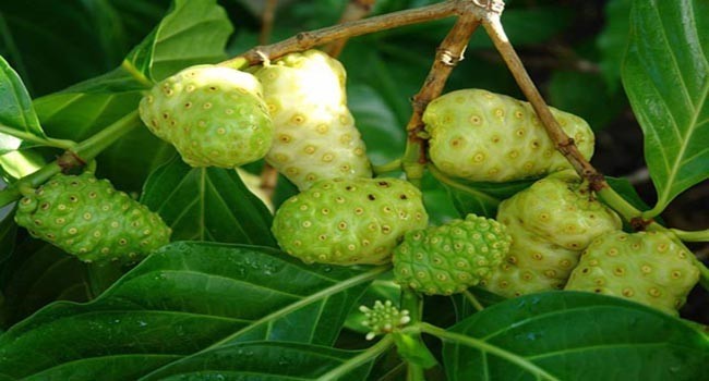 Hạt giống cây nhàu - Gói 50 hạt
